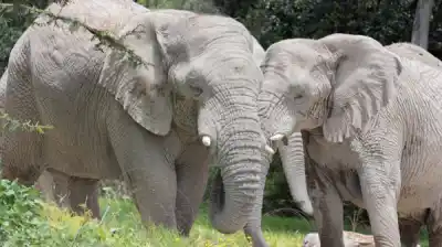 elephant