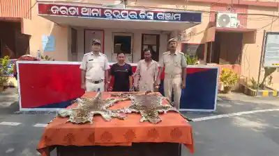 Berhampur police seized two leopard and tiger skins and arrested two accused.