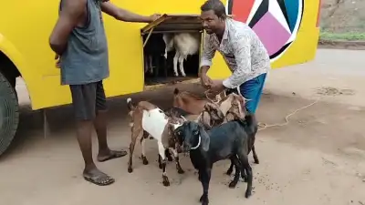 Goat Smuggling Racket Busted in Paradeep; 3 Arrested