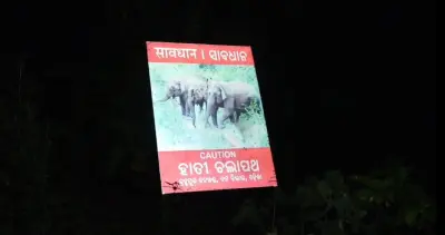 elephant