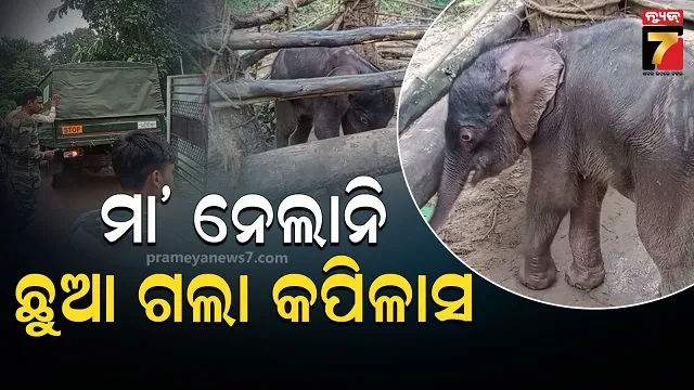elephant