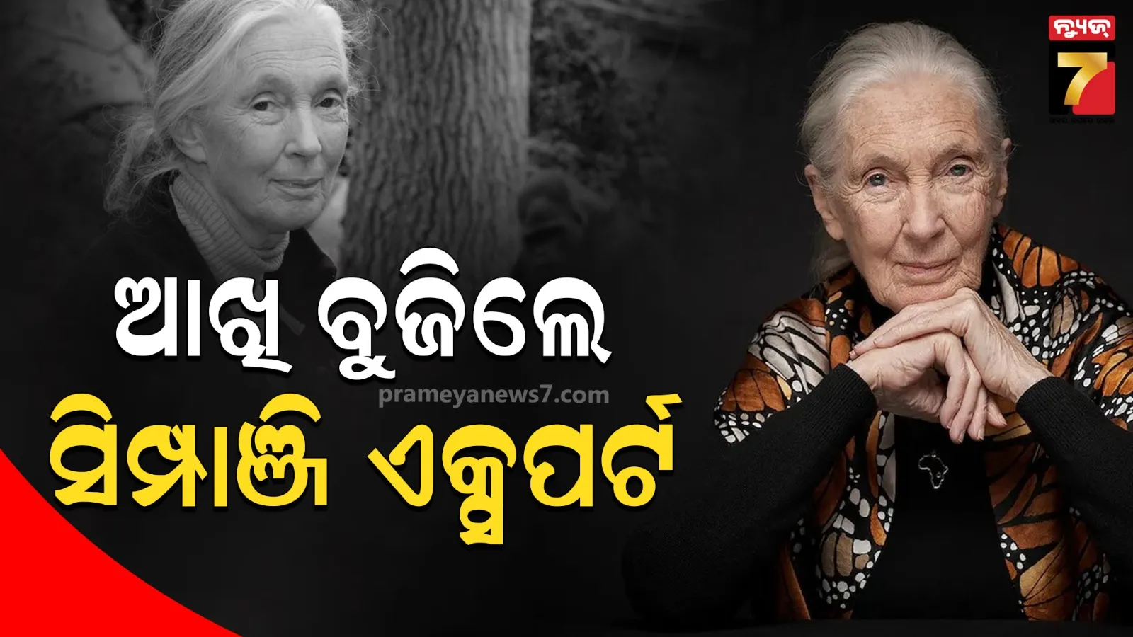 ବ୍ରିଟିଶ ପଶୁପ୍ରେମୀ ଡେମ୍ ଜେନ୍ ଗୁଡାଲଙ୍କ ପରଲୋକ, ୬୦ ବର୍ଷ ଧରି ସିମ୍ପାଜି ଉପରେ କରିଥିଲେ ଅଧ୍ୟୟନ