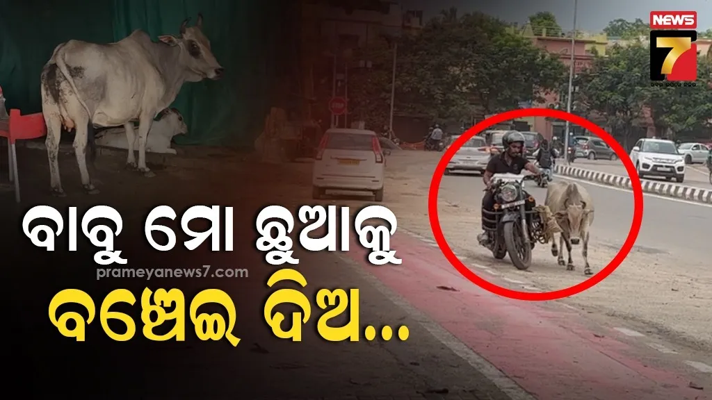 ଦୁର୍ଘଟଣାରେ ଶିକାର ହେଲା ବାଛୁରୀ, ଜୀବନ ବଞ୍ଚାଇବା ପାଇଁ ଗାଈର ଆକୁଳ ନିବେଦନ