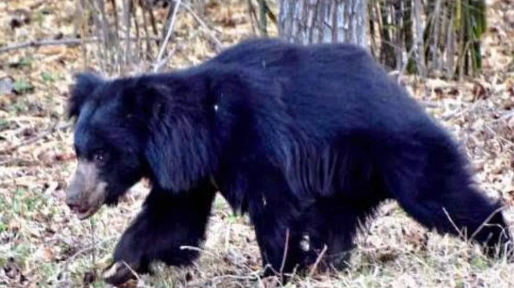 Woman killed in bear attack of Panabandha Village