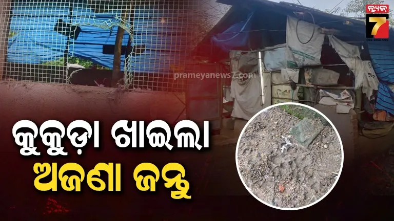 ଋଣ କରି କରିଥିଲେ କୁକୁଡ଼ା ଫାର୍ମ, ଅଜଣା ଜନ୍ତୁ ପଶି ଖାଇଗଲା ୨ଶହରୁ ଅଧିକ କୁକୁଡ଼ା ଓ କୁକୁଡ଼ା ଚିଆଁ