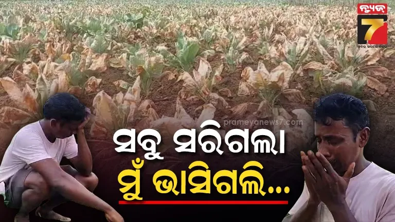 କେଡେ ଅବିବେକି ସେ, ବିଷ ଦେଇ ନଷ୍ଟ କରିଦେଲା କୋବି ଓ ଧାନ ଫସଲ; ଚିନ୍ତାରେ ମୁଣ୍ଡରେ ହାତ ଦେଇ ବସିଛନ୍ତି ଚାଷୀ