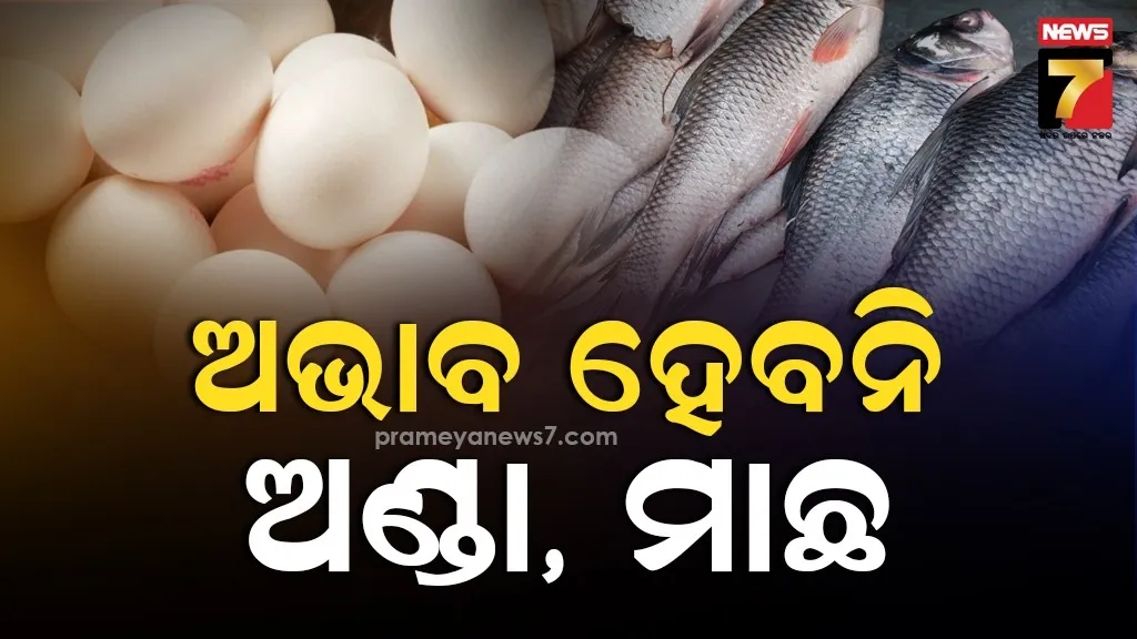Egg Fish