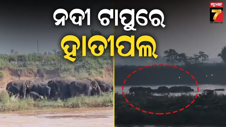 elephant