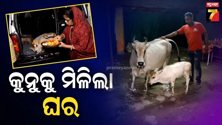cow