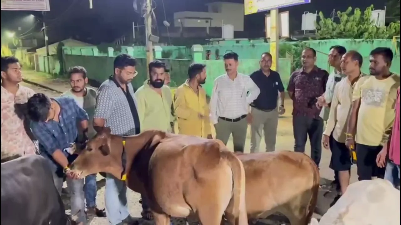 cow