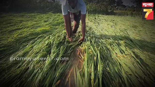 Cyclone Montha impact: ଟଳି ଯାଇଛି ବାତ୍ୟା ବିପଦ, ଫସଲ କ୍ଷେତରେ ଛାଡି ଯାଇଛି ପ୍ରଳୟର ପଦଚିହ୍ନ
