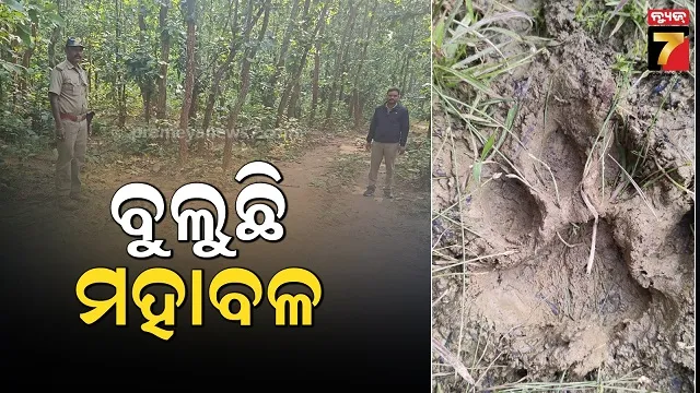 Tiger Roams Near Village | Panic in Karanjia