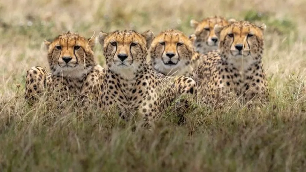 sixteen-cylinders-were-seized-in-the-raid-by-the-supply-department