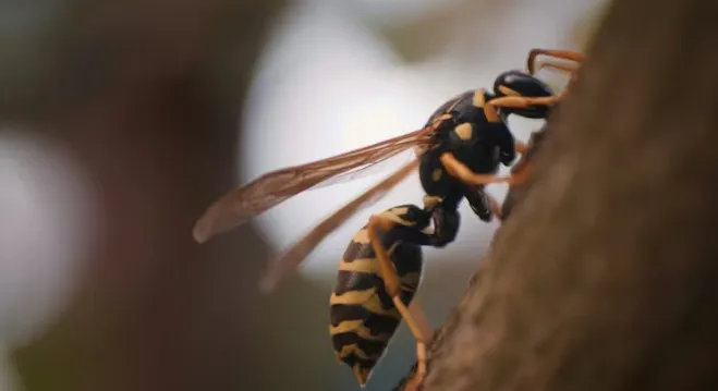 ଏସିଆର ବିଶାଳକାୟ ହର୍ନେଟ୍ସର ଆକ୍ରମଣରେ ପିତା-ପୁତ୍ରଙ୍କ ମୃତ୍ୟୁ , ୧୦୦ରୁ ଅଧିକ ଥର କରିଥିଲା ଦଂଶନ