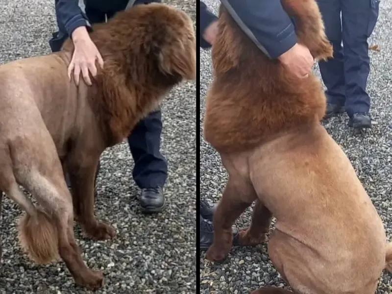 ଜଙ୍ଗଲରେ ଅଜଣା ଜନ୍ତୁ, ଭୟରେ ଘରୁ ବାହାରୁ ନଥିଲେ ଲୋକ; ସତ ଜାଣି ସମସ୍ତେ ଆଶ୍ଚର୍ଯ୍ୟ