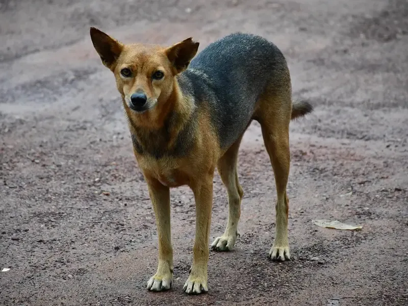 naval-war-ship-imphal-to-participate-in-mauritius-parade
