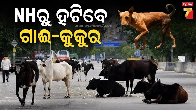 କମିବ ଦୁର୍ଘଟଣା, ଜାତୀୟ ରାଜପଥରୁ ହଟିବେ ବୁଲା କୁକୁର-ଗାଈ