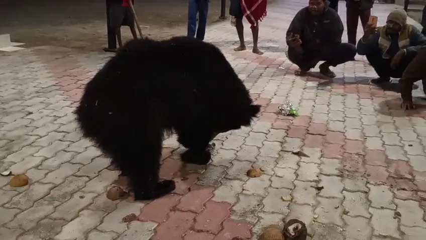 ଖାଦ୍ୟ ଅନ୍ବେଷଣରେ ଗାଁ ମୁହାଁ ଭାଲୁ, ଲୋକଙ୍କଠୁ ଖାଉଛି ବିସ୍କୁଟ ଓ ନଡ଼ିଆ