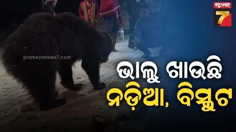 Bear eats food from villagers, creates a funny moments. 