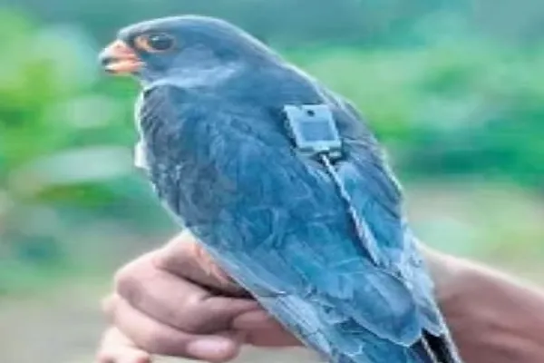 Falcon bird travels 1500 km in just two days reaches Odisha from Manipur