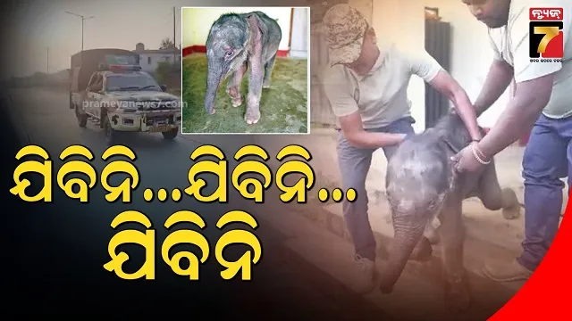 ଅଛୁଆଁ ହୋଇଗଲା ବୋଲି ନେଲାନି ମା', ଶେଷରେ କପିଳାସ ଗଲା ହାତୀଛୁଆ