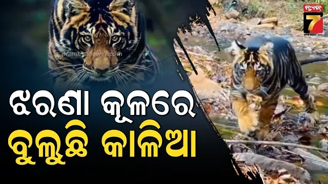 Similipal’s Rare Black Tiger Kalia Spotted | Viral Video