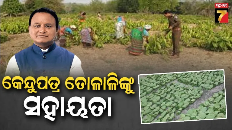 ମୁଖ୍ୟମନ୍ତ୍ରୀ କେନ୍ଦୁପତ୍ର କଲ୍ୟାଣ ପାଣ୍ଠିରୁ ୪୧.୧୭ କୋଟିର ପ୍ୟାକେଜ୍ : ଉପକୃତ ହେବେ କେନ୍ଦୁପତ୍ର ତୋଳାଳି ଏବଂ ଅନ୍ୟ କର୍ମଚାରୀ