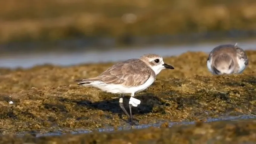 hoteliers-grandson-arrested-in-gold-smuggling-case-was-friends-with-ranya-rao