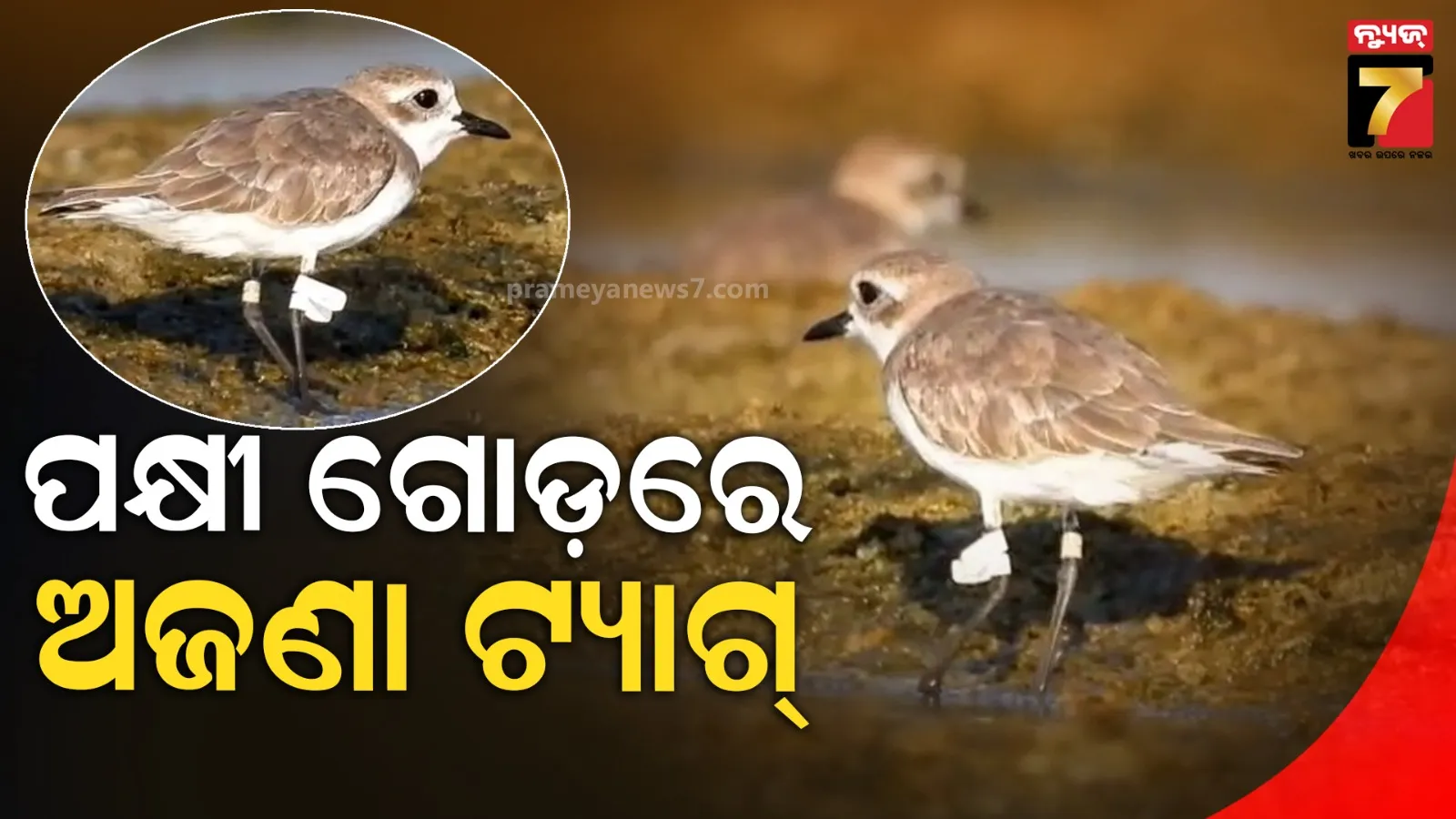 ବିଦେଶୀ ପକ୍ଷୀ ଗୋଡ଼ରେ ଅଜଣା ଟ୍ୟାଗ୍, ପରିବେଶବିତ୍‌ଙ୍କ କ୍ୟାମେରାରେ ହେଲା କଏଦ