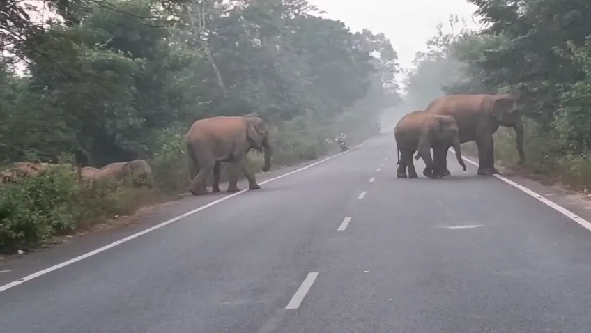 ଆଠଗଡ଼ ବନଖଣ୍ଡକୁ ଫେରିଲେ ୧୯ଟିକିଆ ହାତୀପଲ, ସ୍ଥାନୀୟ ଲୋକେ ଭୟଭୀତ