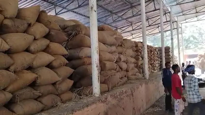 ଧାନ କିଣିବ କିଏ ? ମଣ୍ଡିରେ ପଡ଼ିଛି ୨ ଲକ୍ଷ କ୍ୟୁଣ୍ଟାଲରୁ ଅଧିକ ଧାନ, ଝିପିଝିପି ବର୍ଷାରେ ଚାଷୀ ଛାନିଆ 