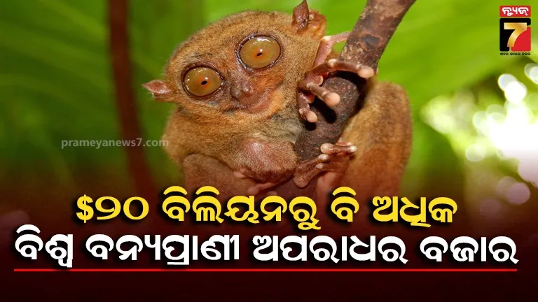ବାର୍ଷିକ ୨୦ ବିଲିୟନ ଡଲାର ଉଦ୍ୟୋଗରେ ପରିଣତ ହୋଇଛି ବନ୍ୟ ପ୍ରାଣୀ ଅପରାଧ: ଇଣ୍ଟରପୋଲ