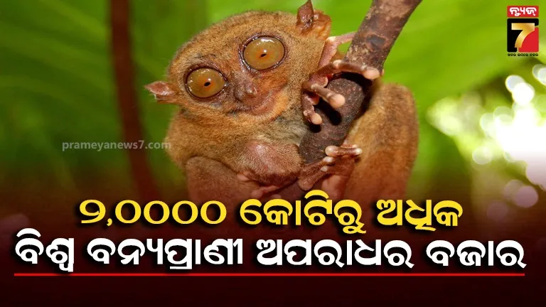 ବାର୍ଷିକ ୨୦ ବିଲିୟନ ଡଲାର ଉଦ୍ୟୋଗରେ ପରିଣତ ହୋଇଛି ବନ୍ୟ ପ୍ରାଣୀ ଅପରାଧ: ଇଣ୍ଟରପୋଲ