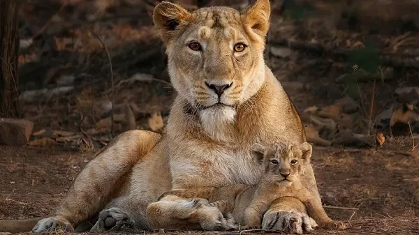 ଦୁନିଆରୁ ବିଲୁପ୍ତ ହୋଇଯିବ ଜୀବଜନ୍ତୁଙ୍କ ୮ ହଜାର ପ୍ରଜାତି, ଜଳବାୟୁ ପରିବର୍ତ୍ତନକୁ ନେଇ ଗବେଷଣାରେ ବଡ଼ ଦାବି