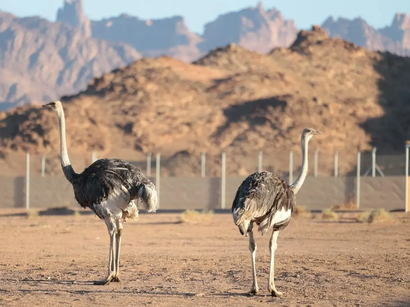 after-sons-death-father-became-his-sons-girl-friend-dance-partner-to-get-her-out-of-depression