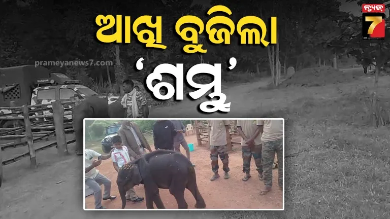 ମରିଗଲା ମା’ ଛେଉଣ୍ଡ ‘ଶମ୍ଭୁ’, ଜାଣିପାରିଲେନି ରୋଗ, ମିଳିଲାନି ସଠିକ୍ ଚିକିତ୍ସା