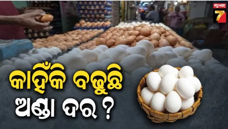 egg price hike: ହୁ ହୁ ହୋଇ ବଢ଼ୁଛି ଅଣ୍ଡା ଦର;ଖାଉଟି ଓ ବେପାରୀ ଉଭୟଚିନ୍ତାରେ, ଶୀତ ଦିନରେ କାହିଁକି ବଢୁଛି ଏତେ ଦର? କମିବ କେବେ ଜାଣନ୍ତୁ
