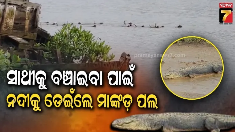 Monkeys Jump Into River to Save Friend From Crocodile | Viral Video