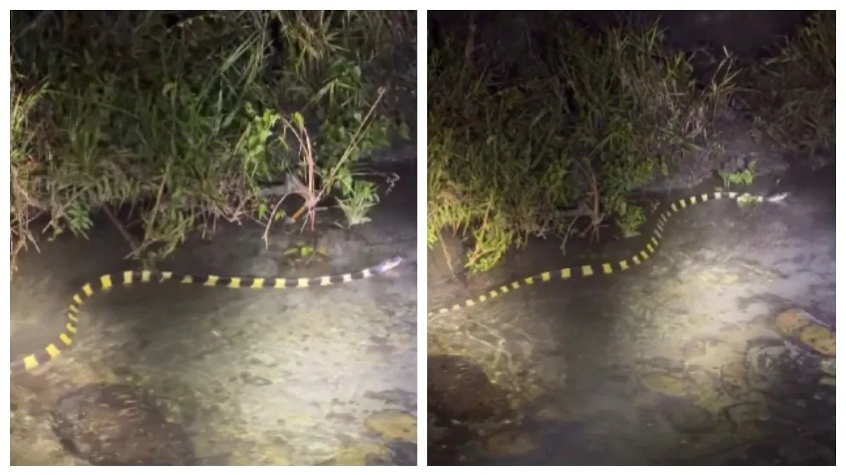 csk-and-mi-performance-report-since-ms-dhoni-and-rohit-sharma-left-captaincy