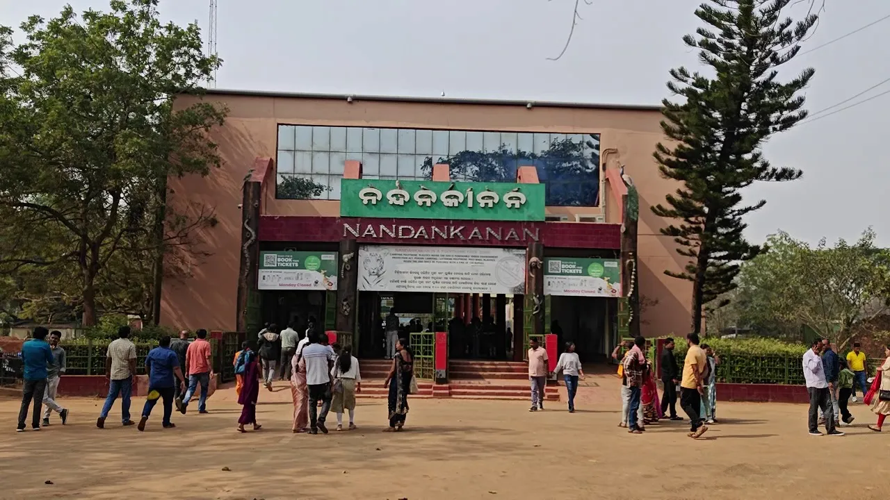 crocodile-gori-became-mother-in-bhitarakanika