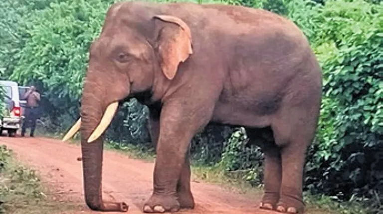 ଦନ୍ତାହାତୀ ‘ରାମୁ’ର କଙ୍କାଳକୁ ସଂରକ୍ଷଣ କରାଯିବ, ସର୍ବସାଧାରଣଙ୍କ ପାଇଁ ଗୋଡ଼ିବାରିରେ ପ୍ରଦର୍ଶିତ ହେବ