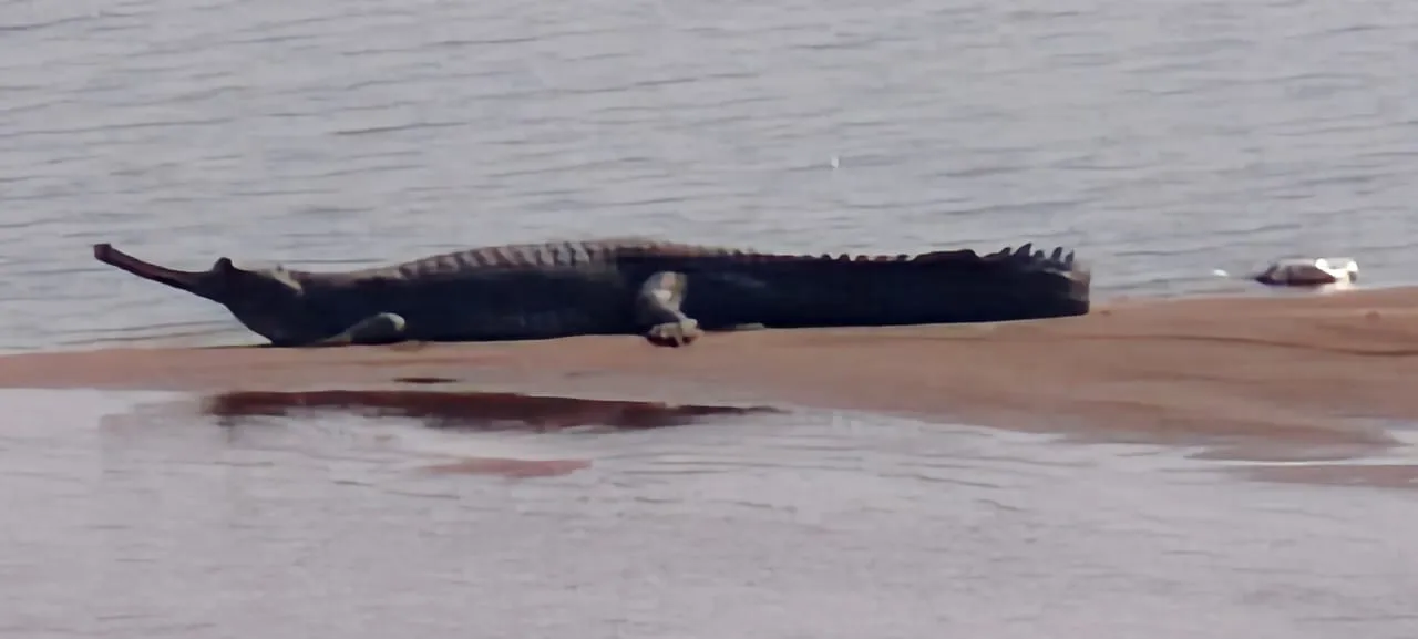 two-sister-mruta-in-snake-bite-in-subarnapur