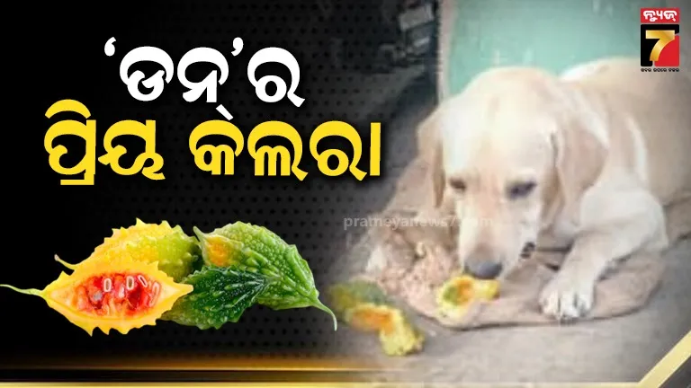 t20-world-cup-still-doubts-on-hardiks-fitness-venkatesh-can-be-included-in-team-india-as-cover