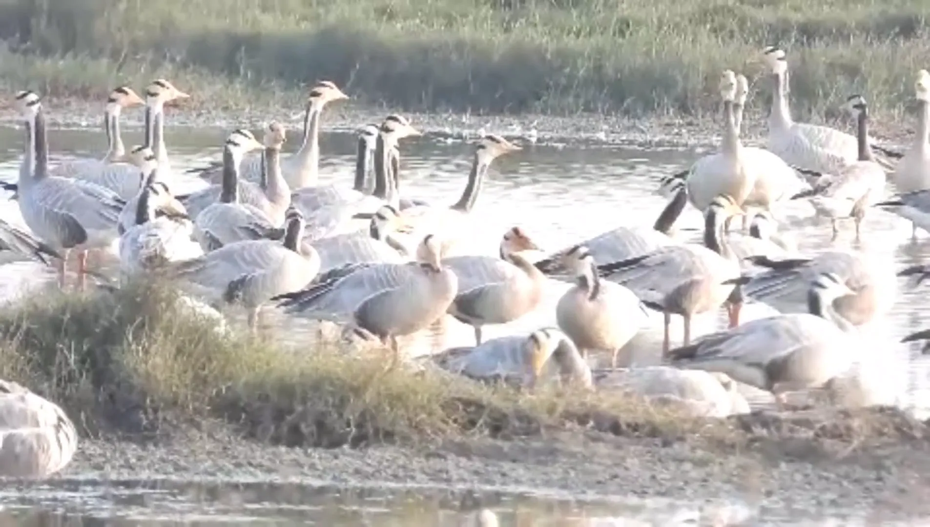 dispute-between-father-and-son-for-mother-dead-body-in-puri