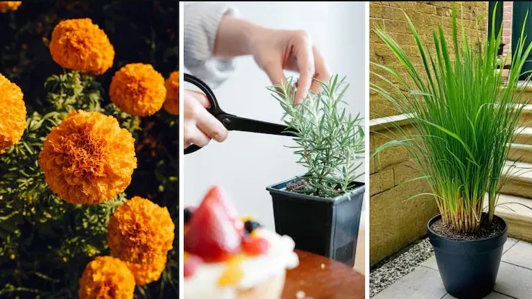 plants to prevent snakes