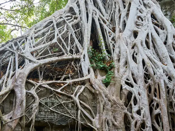 increasingly-for-dhoni-difficulties-demand-for-action-taken-in-amrapali-case