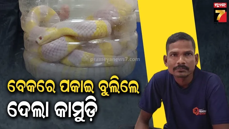 ବିରଳ ସାପ ବେକରେ ପକାଇ ବୁଲିଲେ ଯୁବକ, ଚୋଟ ଖାଇ ମେଡିକାଲରେ ଭର୍ତ୍ତି