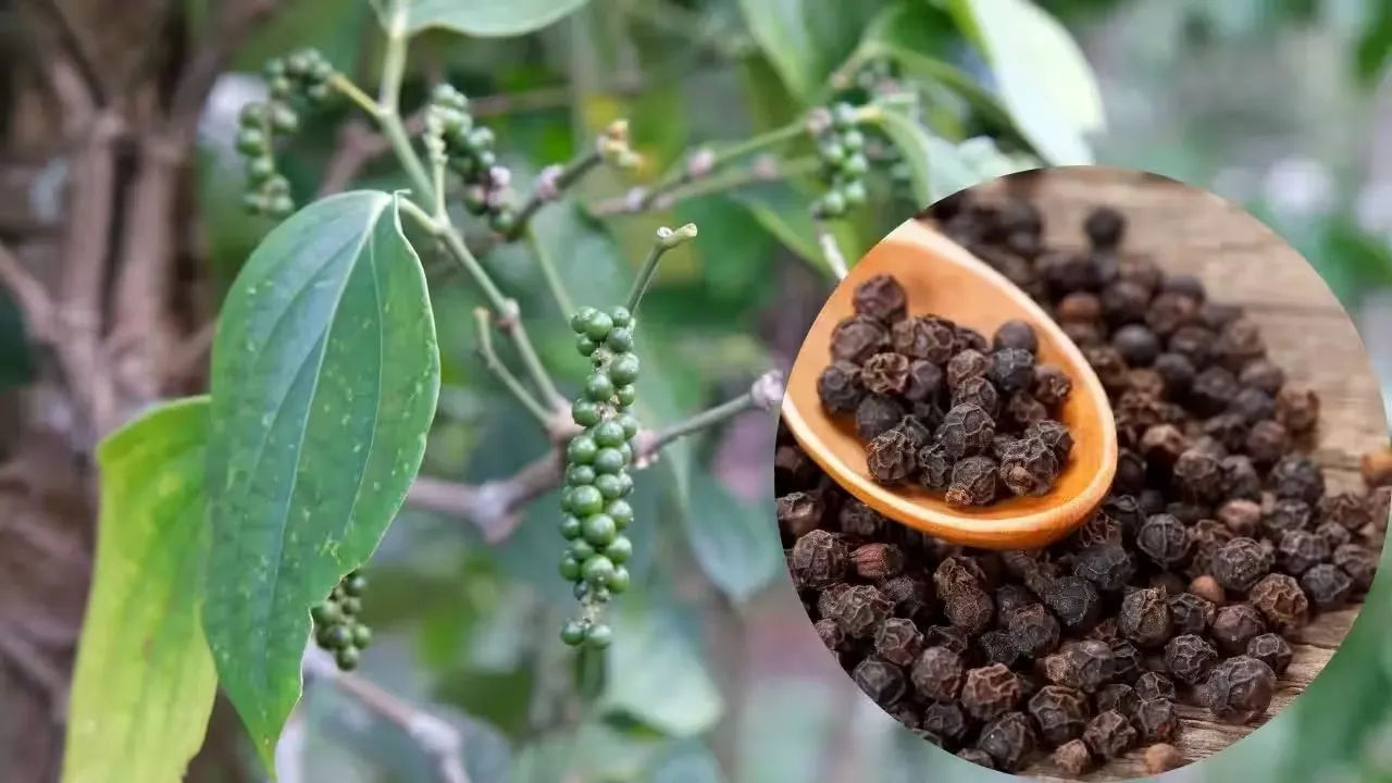Grow black pepper at home