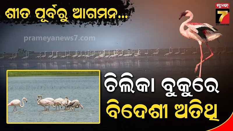 Pink Flamingos Make Early Arrival at Odisha’s Chilika Lake Before Winter