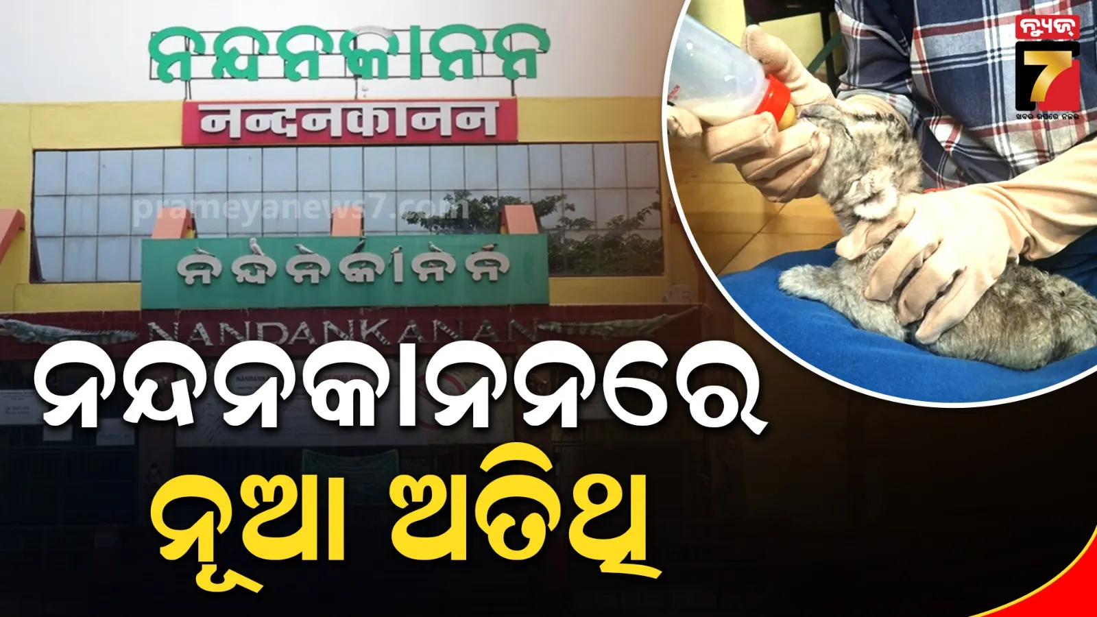 ସର୍ବକନିଷ୍ଠ ମା’ ହେଲା ଶ୍ରୀୟା, ଶାବକର ଯତ୍ନ ନେଉଛନ୍ତି କର୍ତ୍ତୃପକ୍ଷ